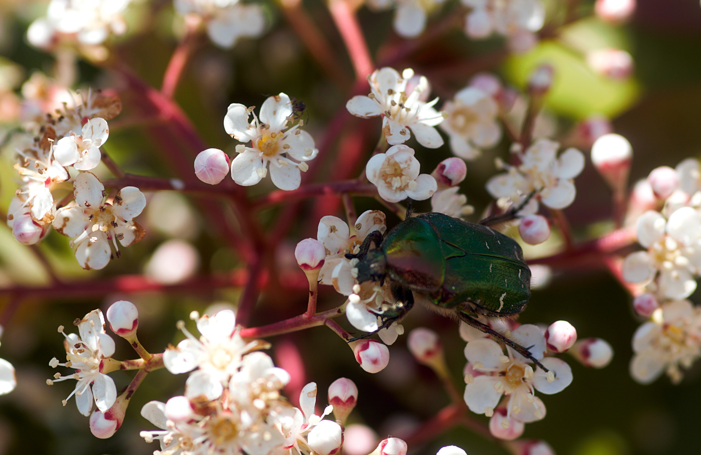 Fleur de laurier et cétoine dorée